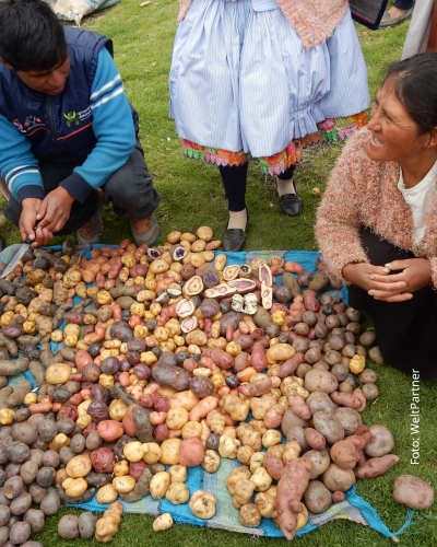 05_30-Welttag-der-Kartoffel-Chips-AGROPIA-Peru